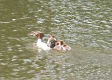 Nurogęś <em>Mergus merganser</em>