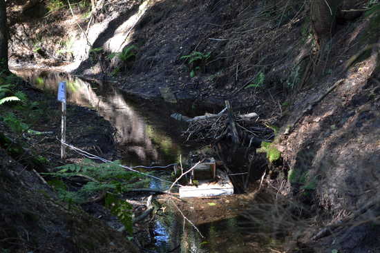 Badania nad występowaniem norki amerykańskiej