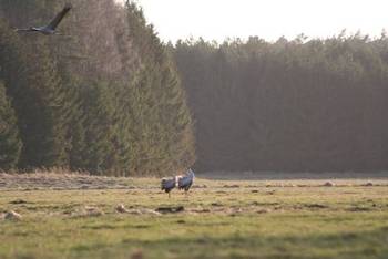 Żurawie Grus grus często można spotkać w obszarze Wielki Sandr Brdy na otwartych podmokłych terenach fot. M. Kochanowska