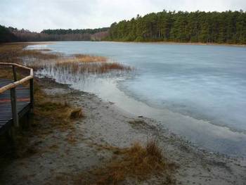 Jezioro lobeliowe Wielkie Gacno (fot. Maria Chybowska)