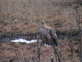 Bielik, Fot. Karolina Lubińska