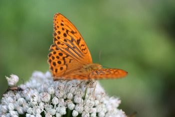 Dostojka malinowiec, Fot. Magdalena Kochanowska