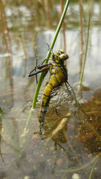 Larwa ważki, Fot. Maria Chybowska