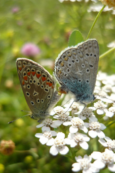 Motyle, Fot. Maria Chybowska