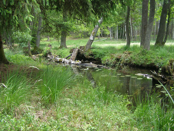 Struga Siedmiu Jezior, Fot. Karolina Lubińska