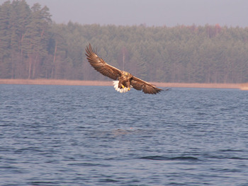 Bielik, Fot. Wojciech Błoniarz