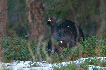 Gluszec (Tetrao urogallus), Fot. Cezary Korkosz