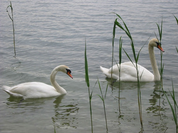 Łabędź niemy, Fot. Ewa Tokarska