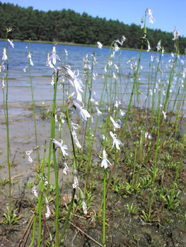 Lobelia jeziorna, Fot. Beata Grabowska