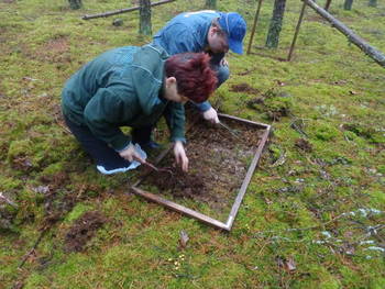 Monitoring foliofagów sosny