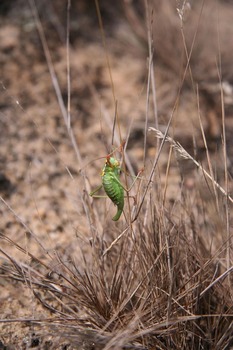 Ensifera, Fot. Magdalena Kochanowska