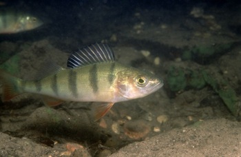 Okoń (Perca fluviatilis), Fot. M. Tomaszewski 