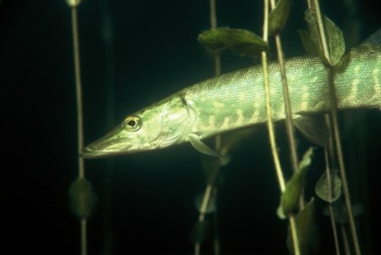 Szczupak (Esox lucius), Fot. M. Tomaszewski