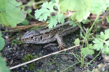 Jaszczurka zwinka <em>(Lacerta agilis)</em>