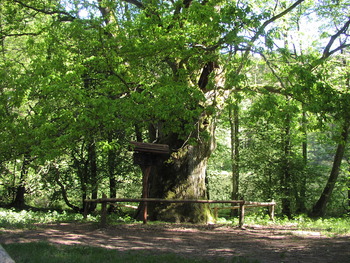 Radwanderweg schwarz gekennzeichnet BY -1 7001n (115 km)