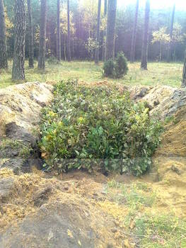 Zadołowane sadzonki dębu bezszypułkowego.