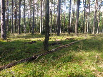 Dolna część ogrodzenia zabezpieczona żerdziami.