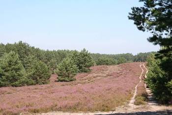 Suche wrzosowiska - siedlisko przyrodnicze chronione w ramach sieci Natura 2000 fot. B. Grabowska