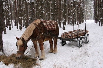 Zrywka drewna fot. M. Chybowska