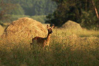 Sarna, Fot. Tomasz Kubiś