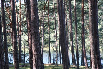 Czy znasz Park Narodowy „Bory Tucholskie”?