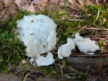 Fuligo septica var. candida fot. A. Salamaga