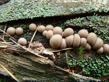 Lycogala epidendrum fot. A. Salamaga