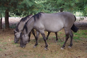 Koniki polskie