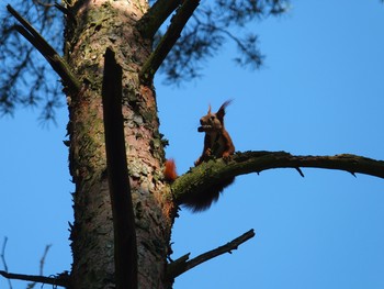 Wiewiórka fot. S. Pestka