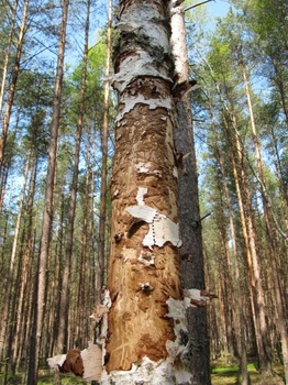 Monitoring martwego drewna